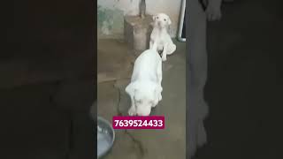 Rajapalayam dog show quality available location Rajapalayam ☎️ 7639524433 [upl. by Felike664]