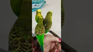 Beautiful Budgerigars youtubeshorts shorts dynamicquest [upl. by Ardene784]