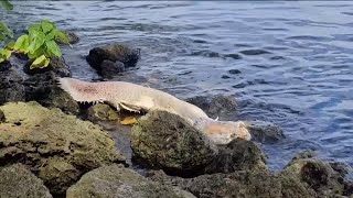 Amazonian quotriver monsterquot discovered in the Caloosahatchee River [upl. by Nnairrehs]