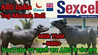 ABS worldwide milk beauty new murrah bull releaseABS के टॉप रिकॉर्डेड बुल का सीमेन बहुत कम रेट में [upl. by Peggy55]