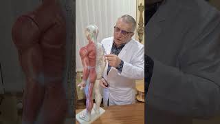 Bolile neuro musculo osteoarticulare herniededisc Coxartroză Gonartroză Spondiloză cluj cj [upl. by Alikee]