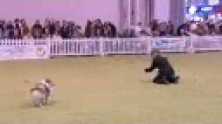 Crufts 2005  Young Kennel Club Heelwork to Music [upl. by Anael]