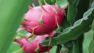 How to grow a Dragon Fruit Cactus from seed  Hylocereus undatus [upl. by Spiros]