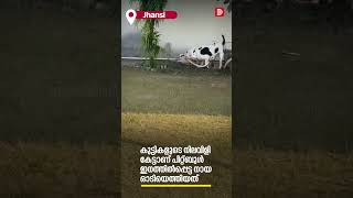 നിലവിളിച്ച് കുട്ടികള്‍ ഓടിയെത്തി രാജവെമ്പാലയെ കൊന്ന് പിറ്റ്ബുള്‍  Pit bull King Cobra Viral Video [upl. by Rubel504]