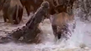 Crocodiles vs Wildebeest  BBC Studios [upl. by Vachill]