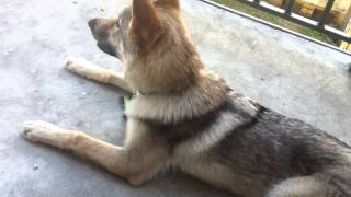 Czechoslovakian Wolfdog Czech Wolfhound  Playing with the cute puppy PostTraining Part 1 [upl. by Elleivap10]