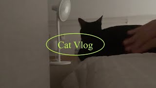 Cat Vlog ㅣ 고양이가 살고있는 복층 오피스텔 🏡🐱 [upl. by Domella]