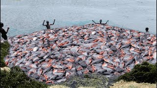 LOT OF LIVE RUPCHANDAPACU FISH CATCHING AT LAKE [upl. by Henleigh]