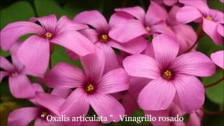 Oxalis articulata Vinagrillo rosado TM VIDEOS Youtube [upl. by Nyret438]