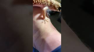 Barking gecko barks but more aggressive this time [upl. by Debbra]