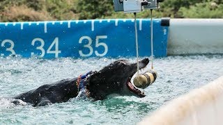 Spitfire Records the First Ever Sub 4 Second Speed Retrieve Time in DockDogs History 3489 Seconds [upl. by Dewar]