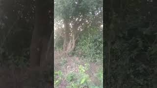 Farm view explorethebeautyofnature comedyvideos [upl. by Adian]