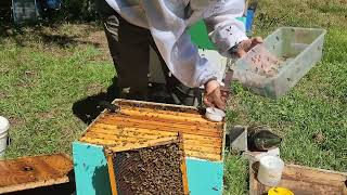 Varroa mite evaluation varroa honey bees farming queen queenbee apiary [upl. by Onfre]