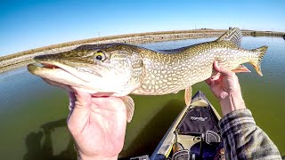 Spinnerbait Pike Fishing [upl. by Katuscha690]