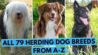 ALL Herding Dog Breeds in One Video From A to Z [upl. by Tallula]