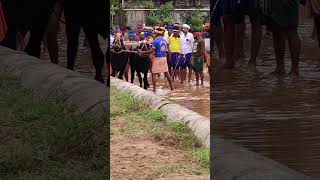 Kambala Start  today kambula race village sports [upl. by Worrell]