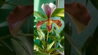 💘Paphiopedilum Orchid in Bloom🌈 bloom orchid orchids flower flowers paphiopedilum plants [upl. by Opal]