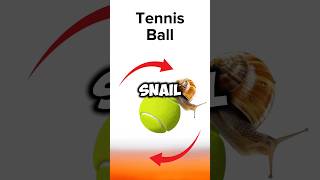 Snail 🐌 vs Cheetah 🐆 Tennis Ball 🥎 vs Vegas Sphere 🟡 Epic Race [upl. by Bortz499]