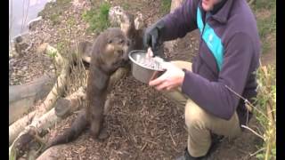 Meet the otters of Slimbridge Wetland Centre Gloucestershire [upl. by Darcia]