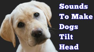 Dog Sounds To Make Them Tilt Their Head [upl. by Schreib]