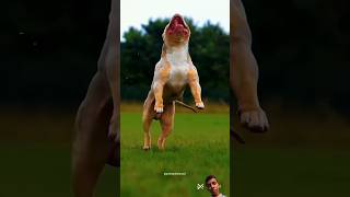 Powerful Pitbull vs Eagle 🦅😡☠️😱 Can Pitbull beat large Eagle shorts​ pitbull​ egale​ [upl. by Meelak725]