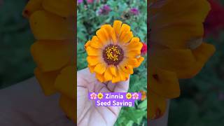 🌼Zinnia Seed Saving shorts zinnia seedsaving garden homestead appalachiashomesteadwithpatara [upl. by Robert]