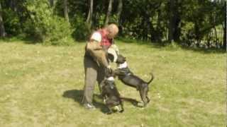 Amstaff Trening Obrona pokazowa Szkolenie psów Łódź Piotr Pawlak [upl. by Yasdnil]