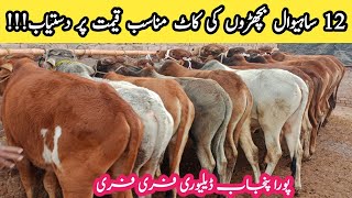 Vacha Farming in Pakistan   How to Start Short Business Plan  Bachra Farm 202425 Sahiwal wacha [upl. by Kin]