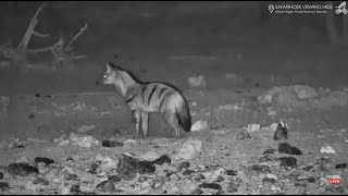 Aardwolf at Safarihoek September 16 2024 [upl. by Aerised]