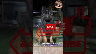 German Shepherd vs Wolf Who Wins the Ultimate Showdown 🐺💥🐕 [upl. by Robson468]