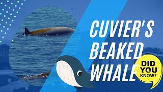 Cuviers beaked whale facts [upl. by Jacinda653]