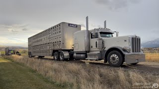 Shipping Registered Angus in November at Highview Angus Ranch [upl. by Ruyle282]