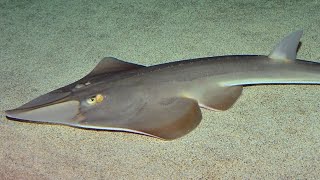 Facts The Guitarfish [upl. by Tallulah]