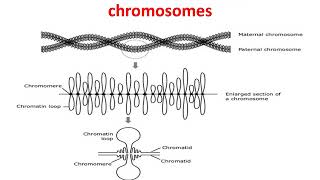 Study of Polytene chromosomes  Chironomus larvae  Chironomus plumosus  Zoology Practical [upl. by Oicnaneb99]