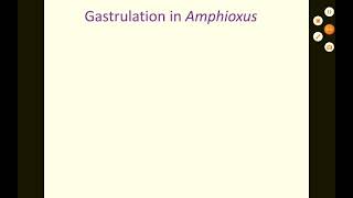 Gastrulation in Amphioxus [upl. by Lavern]