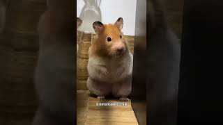 I dont lose weight cute pet debut plan daily sharing of raising rats golden bear hamster [upl. by Herminia]