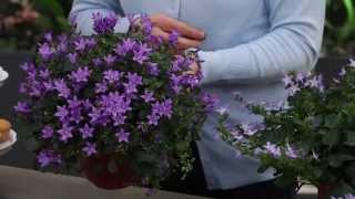 Life amp Garden Tuintips Binnentuin maken met Campanula Addenda [upl. by Coletta801]