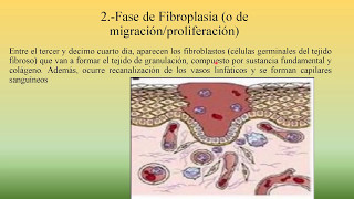 Desarrollo posnatal CicatrizaciónBIOPEDIA [upl. by Anamor]