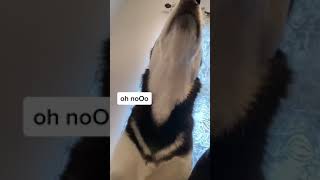 My Husky Speaks English [upl. by Mloclam960]