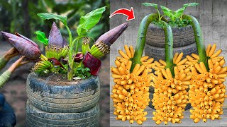 Techniques for Grafting Banana Tree Using Banana Fruit Get amazing results  Grafting Banana Tree [upl. by Ellecram20]