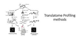 Translatome Methods Basics Overview Code 265 [upl. by Atteragram]