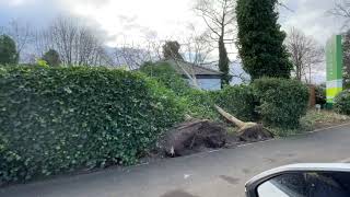 Storm Arwen hits Formby with over 35 Trees down [upl. by Fanestil]