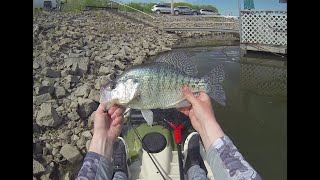 Kayak Fishing Coralville Reservoir Big Crappie [upl. by Body]