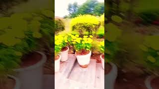 Keep marigold pots in CDO Round Plants melalukayoutubeshortpindi boyforyouvideo [upl. by Allina]