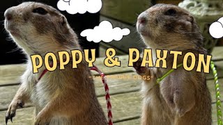 Poppy amp Paxton the Prairie Dogs LIVE [upl. by Wescott]