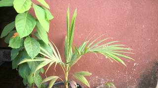 2 Years Palm Tree Growing Time Lapse  815 Days 5K [upl. by Maurili]