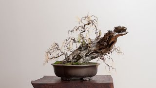 Weeping Tamarisk Bonsai Tree Timelapse [upl. by Zanahs]