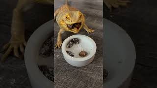 Crunchy munchy roaches beardeddragon reptiles dubiaroaches livefeeding lizard petshorts [upl. by Nissie760]