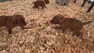 4 week old Vizsla puppies exploring new places [upl. by Norvell814]