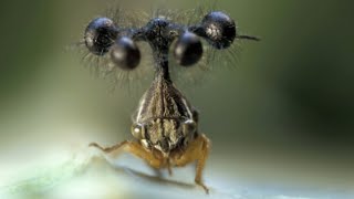 Surprising Facts About Brazilian treehoppers [upl. by Orlosky571]